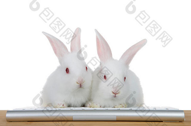 可爱的白色白化婴儿兔子兔子坐着爪子电脑键盘木表格直接查看器第一版