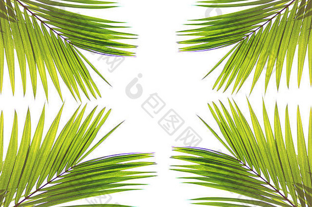 棕榈树的绿叶隔离在白色背景上，有空间和木质地板