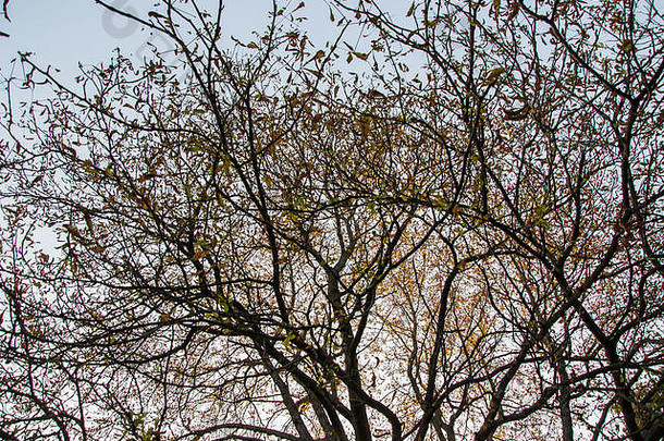 美丽的树枝，秋天自然的变化，户外，蓝天为背景，从下面拍摄