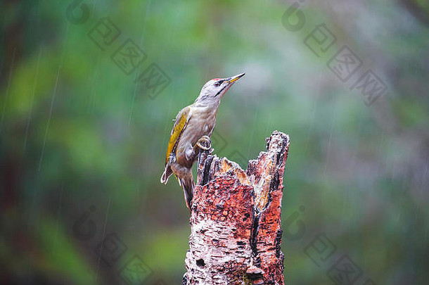 特写镜头：一只灰头啄木鸟坐在春天的雨林中的一棵树上
