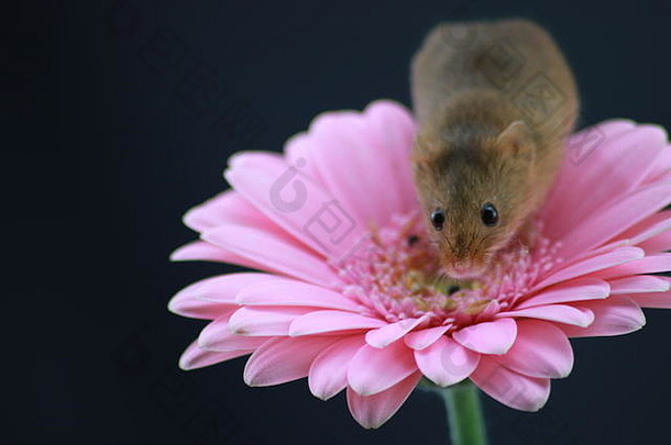 在粉红色的花上收获老鼠