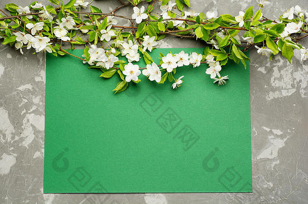 绿色纸背景樱桃开花树分支机构平躺春天元素复制空间