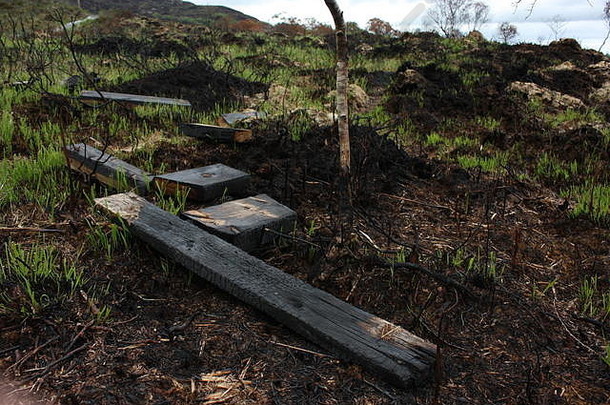 森林大火后，斯莱戈（基尔肯尼）烧毁了林地