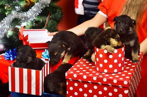 礼物盒里的小狗。小狗们从红色<strong>背景</strong>上有条纹和斑点的圣诞盒子里向外张望。圣诞节家庭宠物概念。圣诞树旁的宠物。