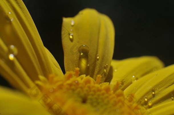 关闭黄色的花<strong>小水滴</strong>