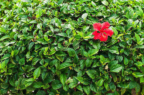 红色的芙蓉花绿色叶子墙