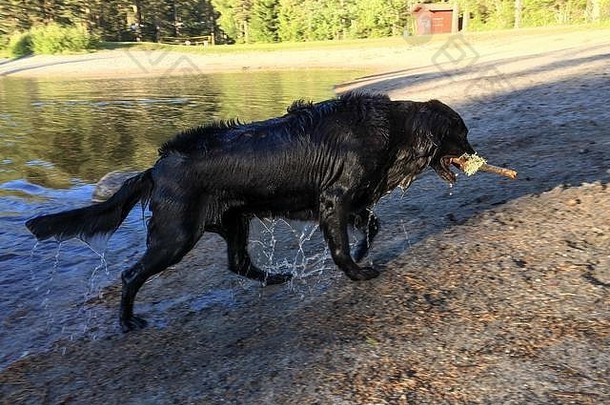 在温暖的<strong>夏日游泳</strong>后浑身湿透的狗。在海滩上享受一天。