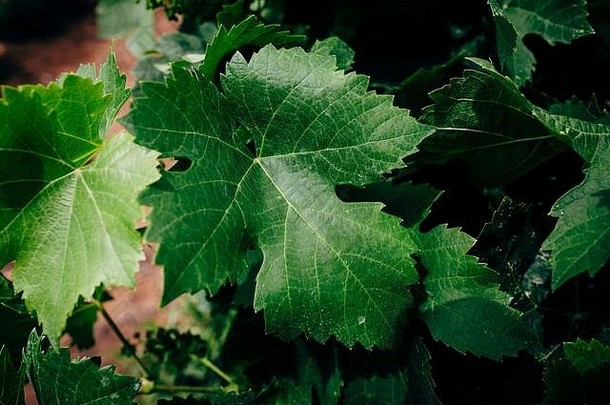 酒日益增长的字段开放风景酒葡萄收获绿色葡萄景观