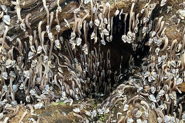 鹅颈式藤壶浮木俄勒冈州海岸