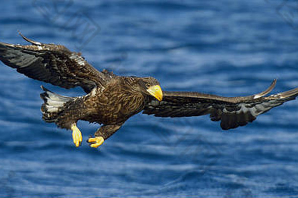 斯泰勒的海鹰<strong>展翅飞翔</strong>，垂钓。幼年海雕（海雕）。