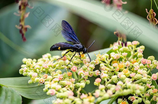 一只眼肌，キオビツチバチ, 日本的蓝齿黄蜂（blue齿状黄蜂）沿着步道栖息在一簇灌木杀手小花和花蕾上
