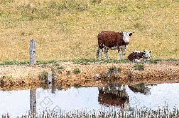 在一个大的长满草的农田里，奶牛在一个水坑里