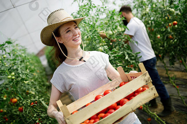 年轻微笑的农业女工在温室里收割西红柿。