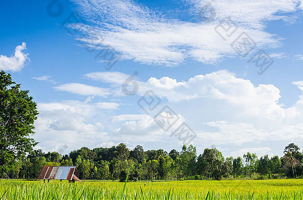大米场蓝色的天空农田食物亚洲