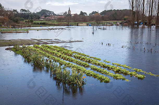 在Soots Hossegor（法国），一块土地上的莴苣地，在冬季暴雨时从洪水中冒<strong>出</strong>来。