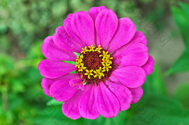 紫锥菊色彩斑斓的盛开的大花特写镜头