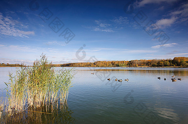在一个阳光明媚的日子里，一个巨大的湖泊的广角照片，湖面两边是秋天树叶茂盛的树木。许多<strong>鸭子</strong>在水面上<strong>游泳</strong>