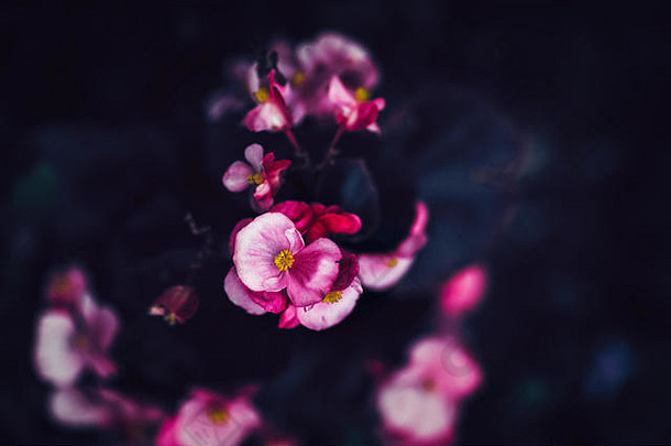 美丽的童话般梦幻般的粉红紫色花朵，背景模糊，色彩<strong>淡雅</strong>，instagram滤镜的色调复古复古，具有电影效果，柔和