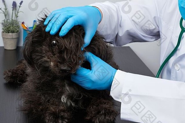 兽医男人。白色医疗外套蓝色的无菌手套坐在表格进行医疗检查黑色的毛茸茸的狗兽医workpla