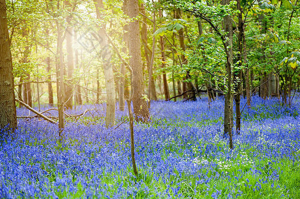 美丽的风信子树林在春天的阳光下，英国风信子花也被称为风信子