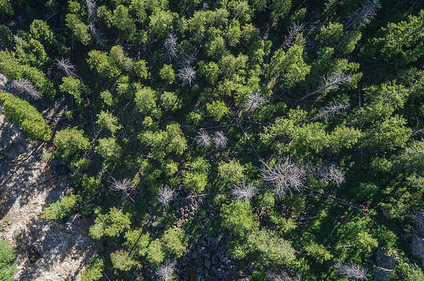 怀俄明州落基山脉山谷中茂密的绿色松林。