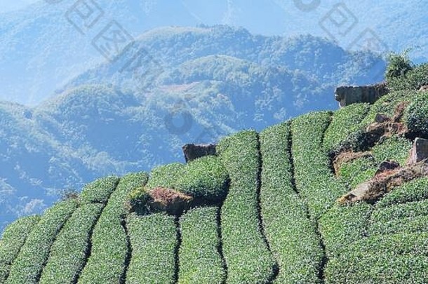 美丽的绿茶种植园一排排蓝天白云，设计理念为鲜茶产品背景，临摹空间。