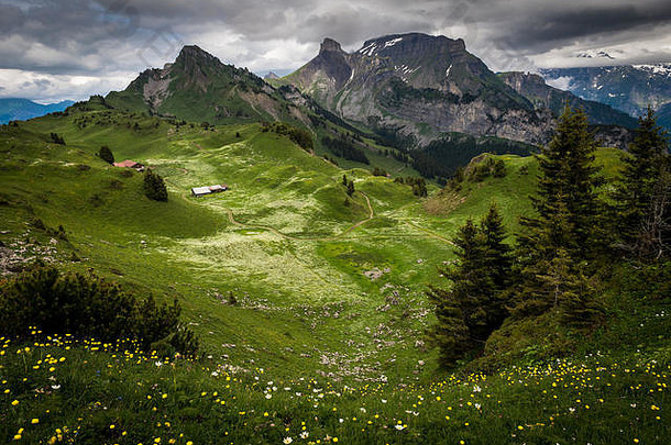 瑞士的Schynige Platte是欧洲最高的牧场之一
