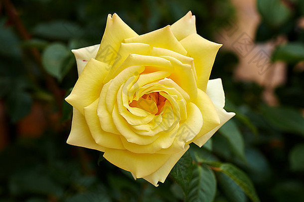 优雅的黄色玫瑰，自然绿色背景