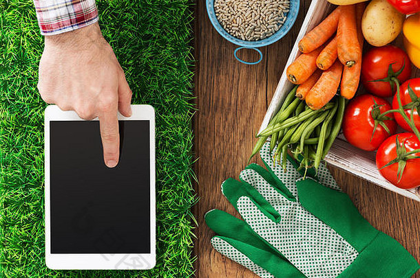 草上的数字平板，新鲜蔬菜和农民的手触摸触摸屏显示，园艺和农业应用程序的概念