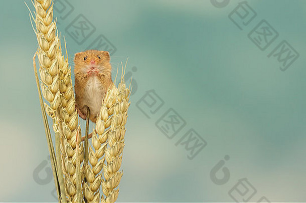 收获鼠标攀爬小麦