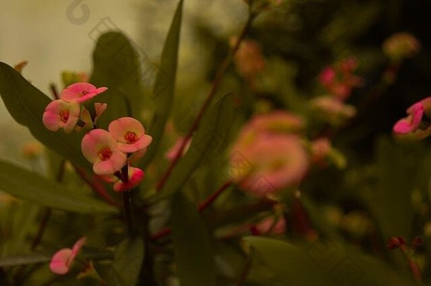 自然粉红色的花绿色树叶花园拍摄