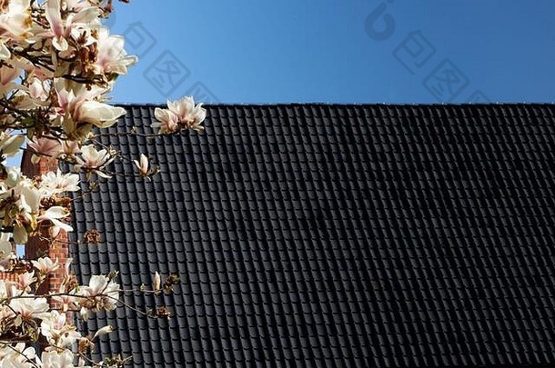 木兰花枝后面的一座历史建筑的黑色瓦片屋顶
