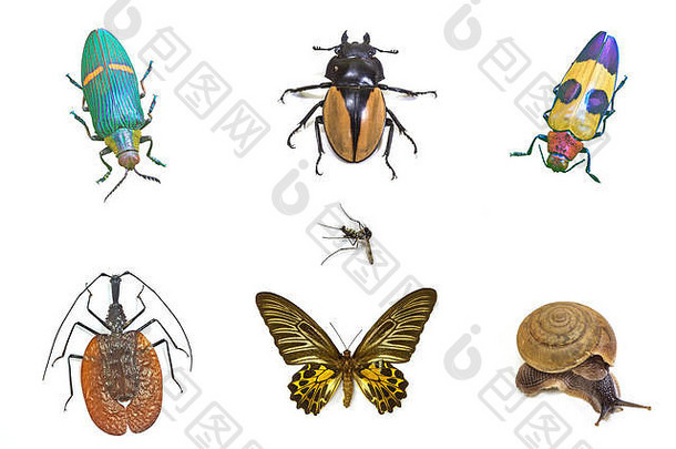 背景昆虫采集、甲虫、蝴蝶、蜗牛和蚊子