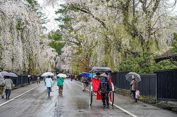 春天樱<strong>花</strong>盛开时节的雨天，卡库诺代特·布克亚什基街（武士住宅）。日本传统风光，美丽<strong>如花</strong>