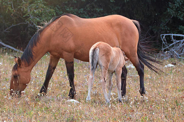 <strong>野马</strong>-在美国蒙大拿州和怀俄明州边界的普赖尔山<strong>野马</strong>山脉，一匹小马驹正在哺育他的母亲