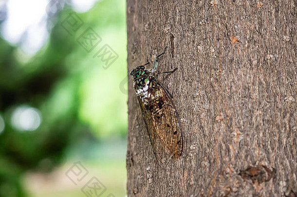 日本神奈川县中部的一个公园里，一只蝉在树边休息。在日本，这些昆虫的叫声是夏天的声音。