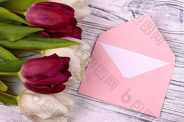 紫色和白色郁金香，白色木质背景上有粉色信封。妇女节。3月8日