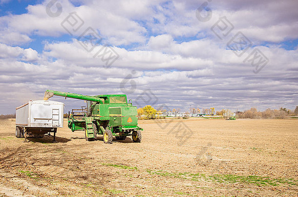 农业背景。联合收割机将谷物转移到<strong>运输</strong>卡车