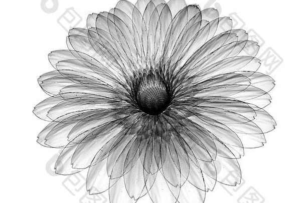白色隔离花的x射线图像，gebera 3d插图
