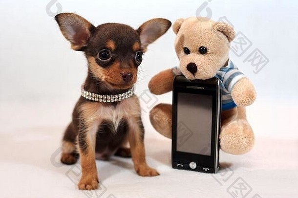 棕色和棕褐色短毛俄罗斯玩具小狗（俄罗斯玩具梗）带手机