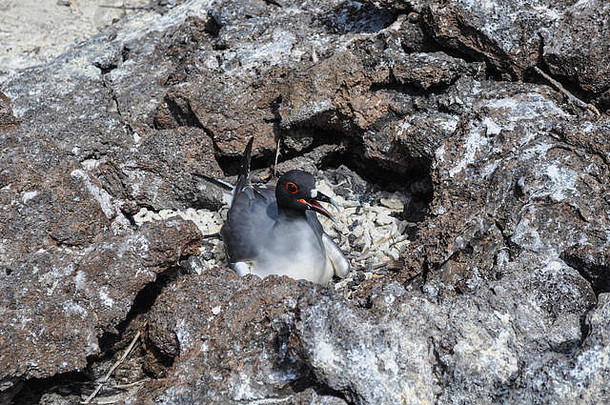燕尾鸥在加拉帕戈斯群岛的基诺维萨岛筑巢