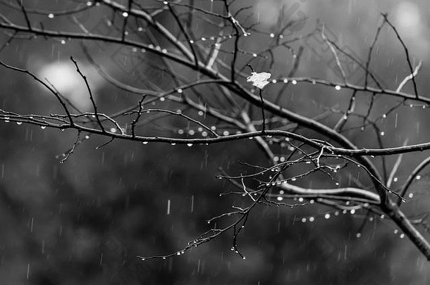 雨中的黑白树枝