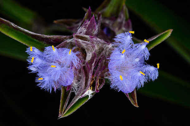 束状紫绀。f、 一年生作物，美丽的紫色野花。