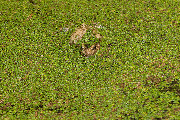 一只画画的青蛙，在池塘里休息。水上覆盖着一种入侵蕨类植物的绿叶，使青蛙的棕色伪装无效。马耳他