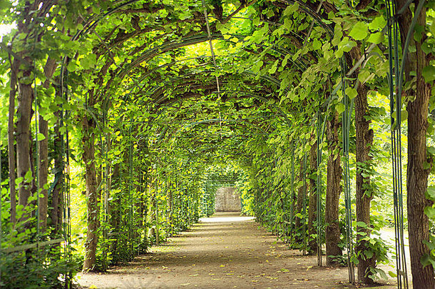 美丽的隧道使绿色树