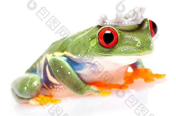 概念中的绿色快乐树蛙