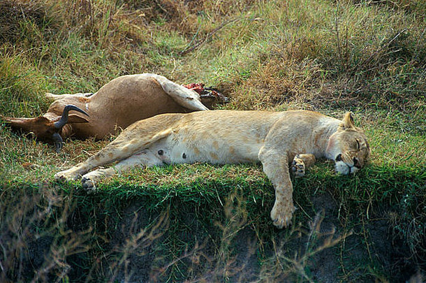 非洲坦桑尼亚恩戈朗戈罗火山口，一头精疲力竭的狮子（黑豹狮子）在猎物旁边睡着