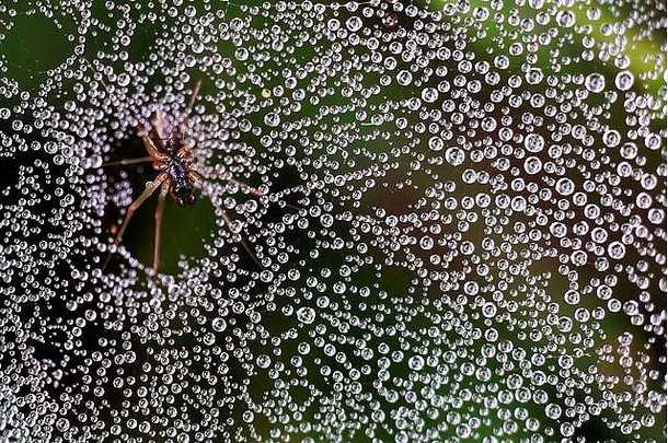 蜘蛛蜘蛛网络露水滴