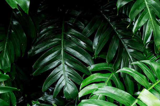 用于家居装饰的热带雨林绿叶图像