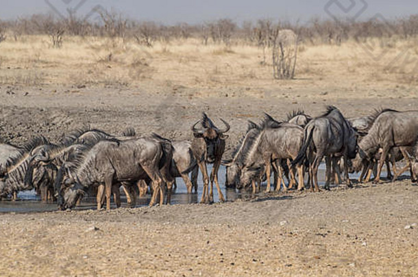 群蓝色的羚羊的一种浇水洞纳米比亚稀树大草原